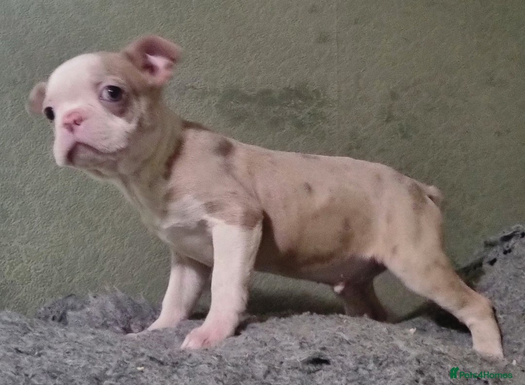 Boston Terrier dogs for sale: Stunning Lilac Boston Terrier  5* KC - Advert 4