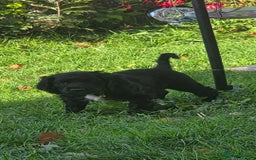 Sprocker dogs for sale: Sprocker  - Image 7