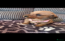 Mixed Breed dogs for sale: Dachshund x Chiwawa  - Image 3