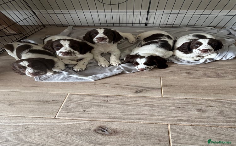 English Springer Spaniel dogs - Advert 2