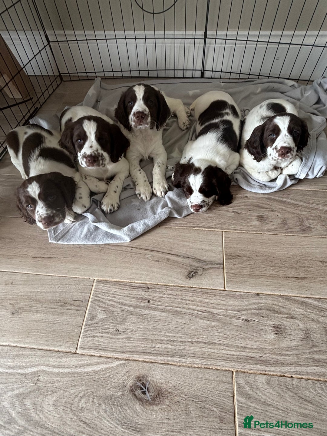 Difference Between Wells Springer Spaniel Welsh Springer Spaniel