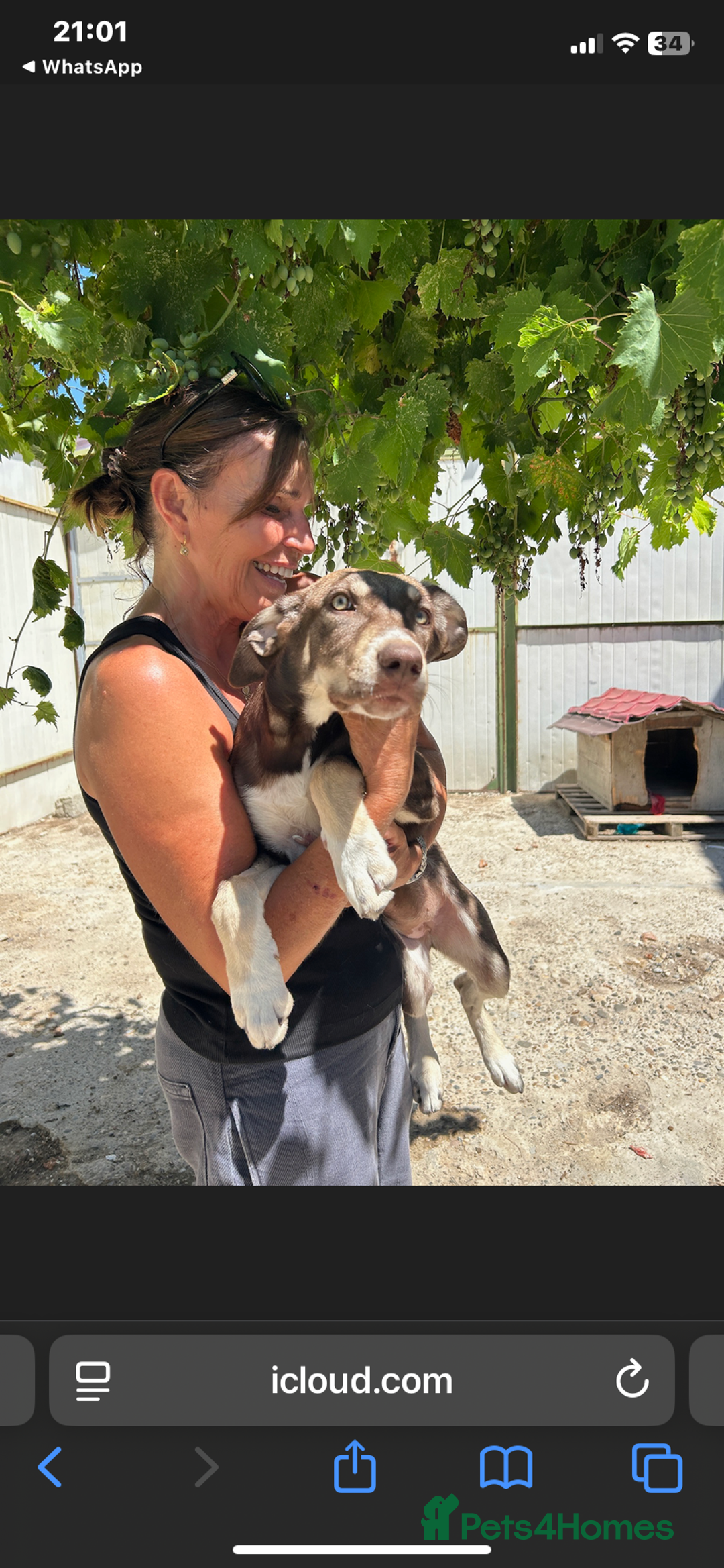 Mixed Breed dogs for adoption: Teya- sweet and loving  - Image 10