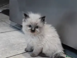 Ragdoll cats Ragdoll Kittens - Advert 3