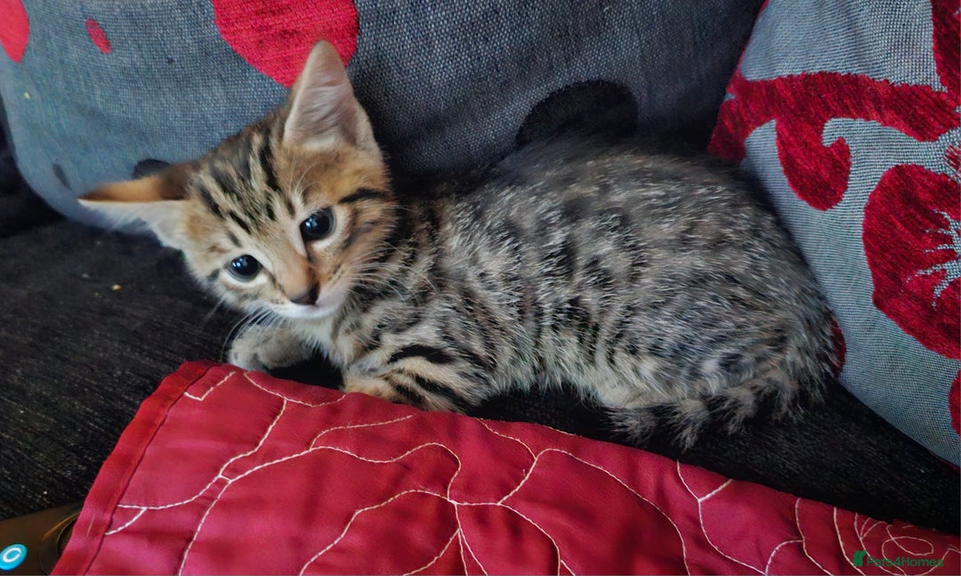 Bengal cats for sale: Beautiful Bengal cross kittens for sale - Image 11