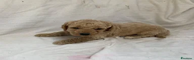 Cockapoo 3