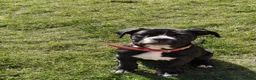 Old Tyme Bulldog dogs for sale: Beautiful Old Tyme Bulldog Girl - Advert 2