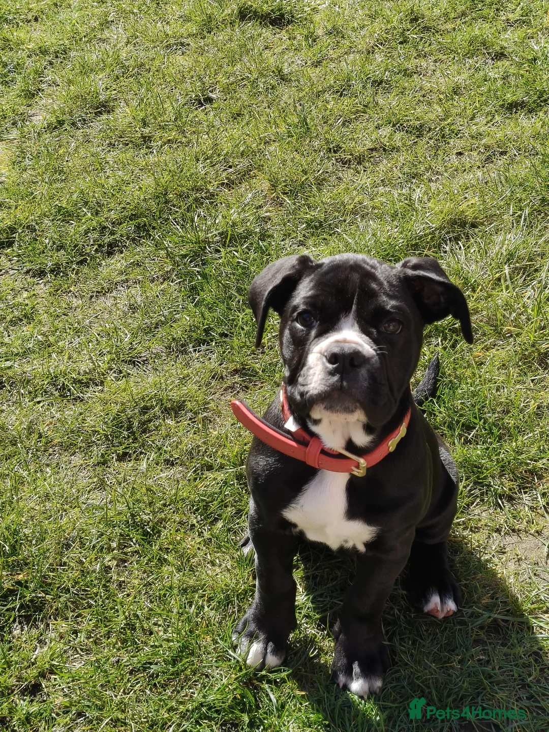 Old Tyme Bulldog dogs for sale: Beautiful Old Tyme Bulldog Girl - Advert 2