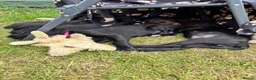Mixed Breed dogs for sale: Doberdoodle Puppies – Ready for forever Homes! 🐾 - Advert 10