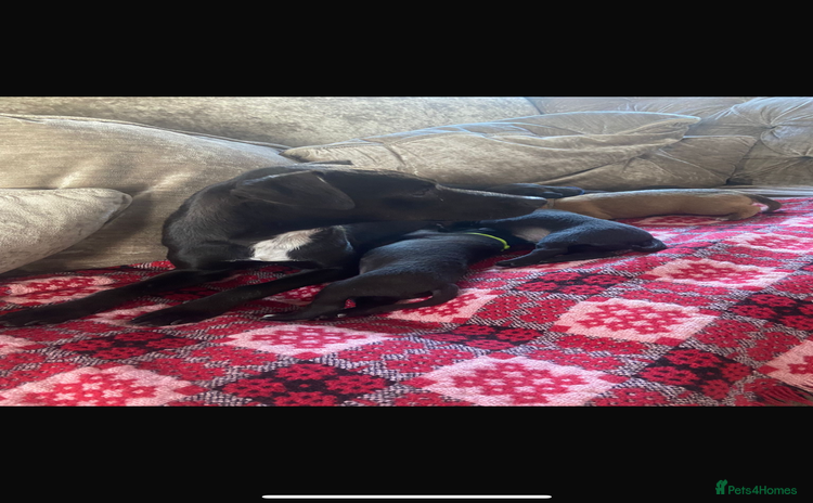 Patterjack dogs - Advert 11