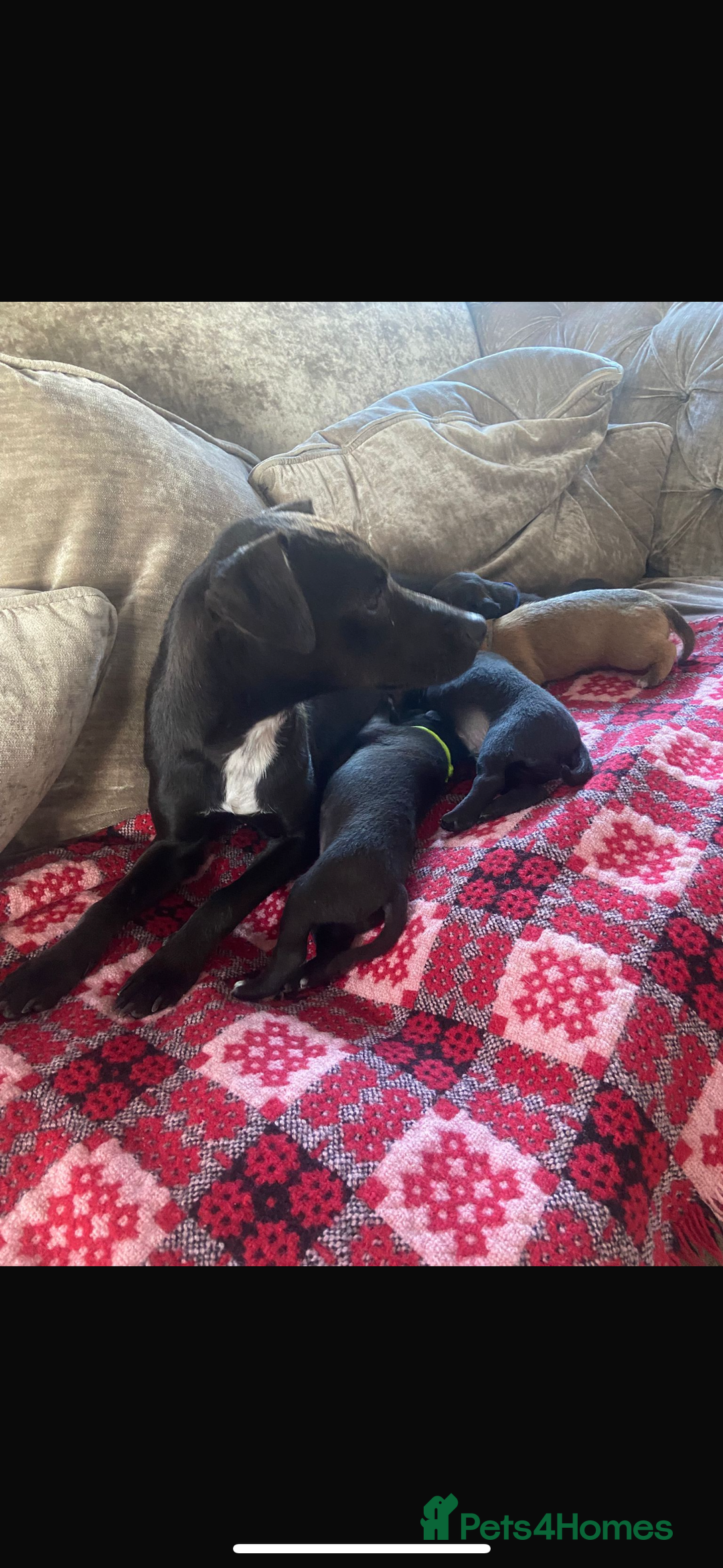 Patterjack dogs for sale: 4 beautiful patterjack boys  - Image 5