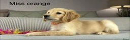 Goldendoodle dogs for sale: BEAUTIFUL HEALTHY LOVING PUPPIES  - Advert 10