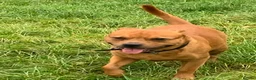 Staffordshire Bull Terrier dogs for stud: For stud- Red Staffordshire bull terrier in Telford - Advert 10