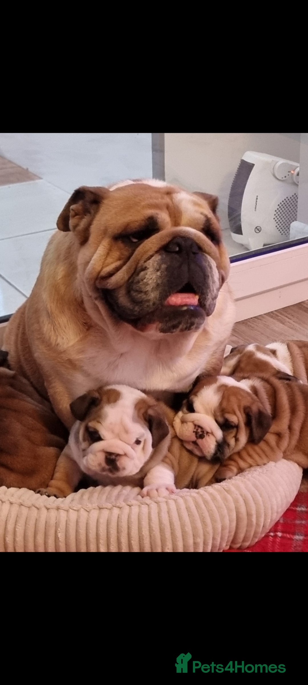 English Bulldog dogs for sale: Bulldog Pups Kennel Club Registered  - Advert 17