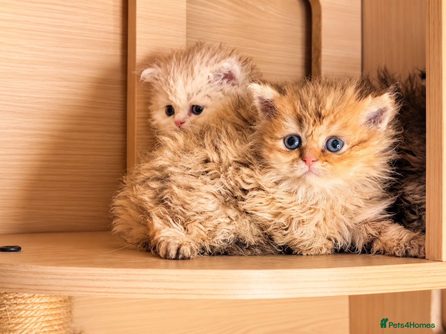 Selkirk Rex cats Beautiful litter of longhair Selkirk Rex kittens - Advert 2