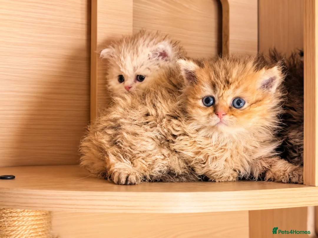 Selkirk Rex cats for sale: Beautiful litter of longhair Selkirk Rex kittens - Advert 1