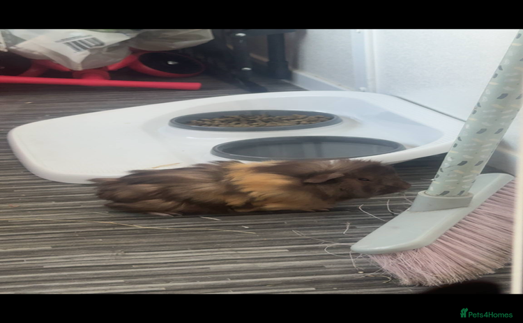 Guinea Pig rodents Female guinea looking for new companion - Advert 1