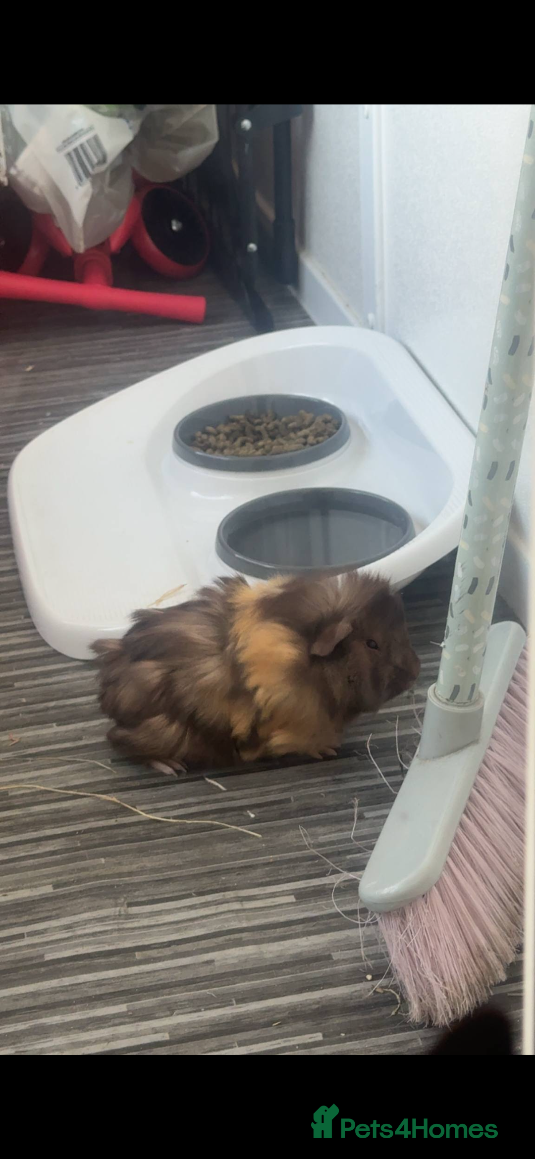 Guinea Pig rodents for sale: Female guinea looking for new companion - Advert 1