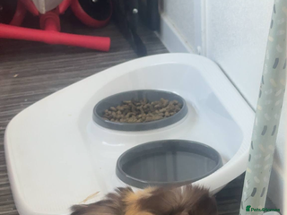 Guinea Pig rodents for sale: Female guinea looking for new companion - Advert 1