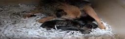 Border Terrier dogs for sale: Boisterous Borders  - Advert 9