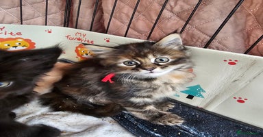 Maine Coon cats - Advert 5