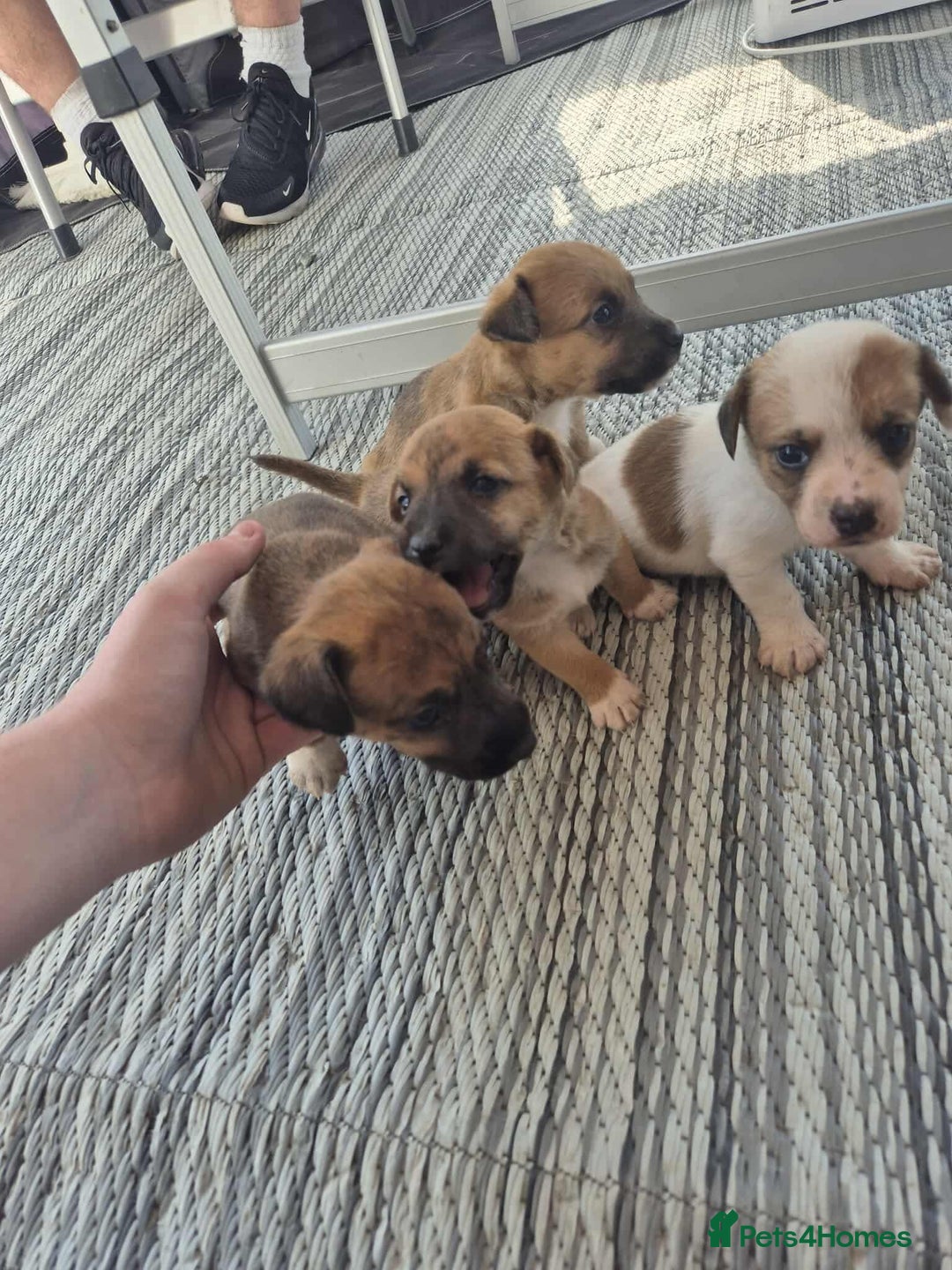 Border Terrier dogs for sale: Border terrier puppies  - Image 6