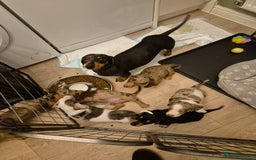 Miniature Dachshund dogs for sale: miniature daschund from £1200 - £1000 - Image 2
