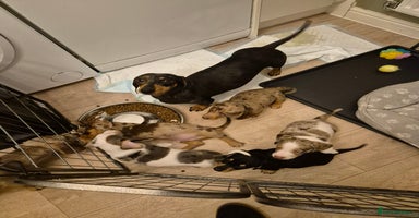 Miniature Dachshund dogs - Advert 7