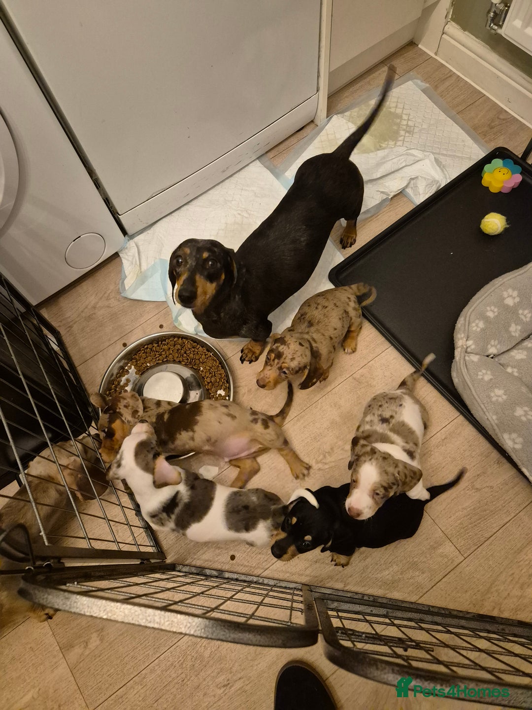 Miniature Dachshund dogs for sale: miniature daschund from £1200 - £1000 - Image 2