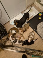Miniature Dachshund dogs - Advert 7
