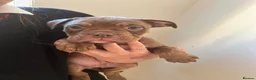 Olde English Bulldogge dogs for sale: Olde English bulldogs - Advert 16