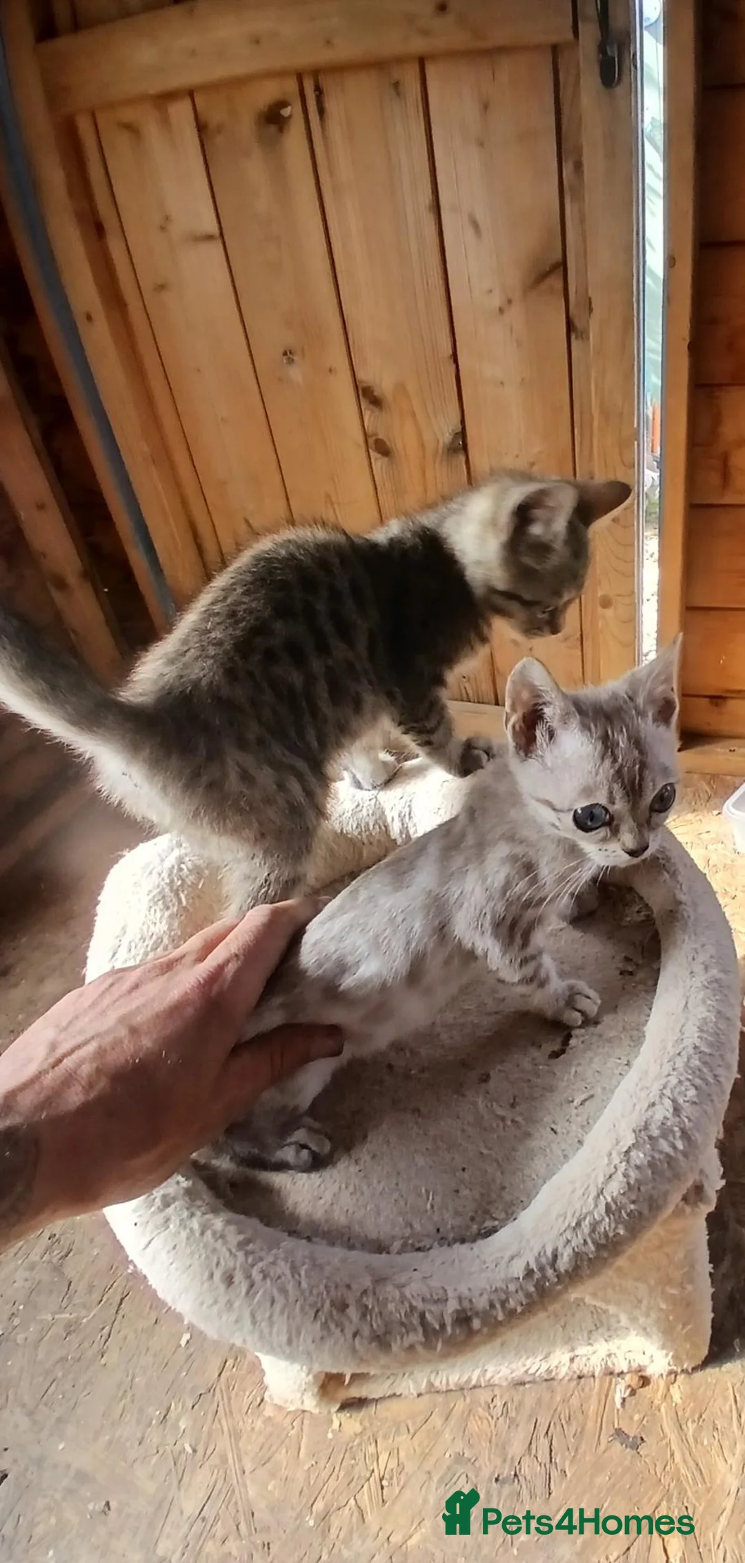 Bengal cats for sale: 2 lovley little bengal girls  - Advert 1