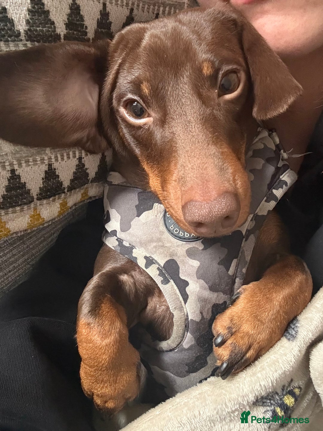 Miniature Dachshund dogs for sale: 1 year old miniature dachshund for sale  - Advert 3