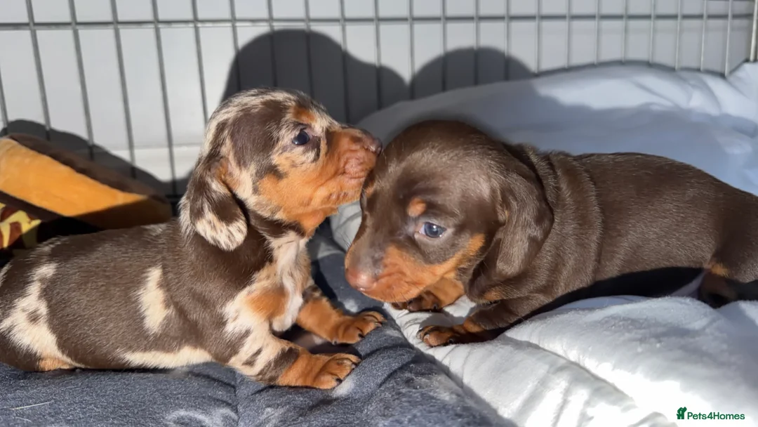 Miniature Dachshund dogs for sale: Miniature Dachshund pups - Advert 6