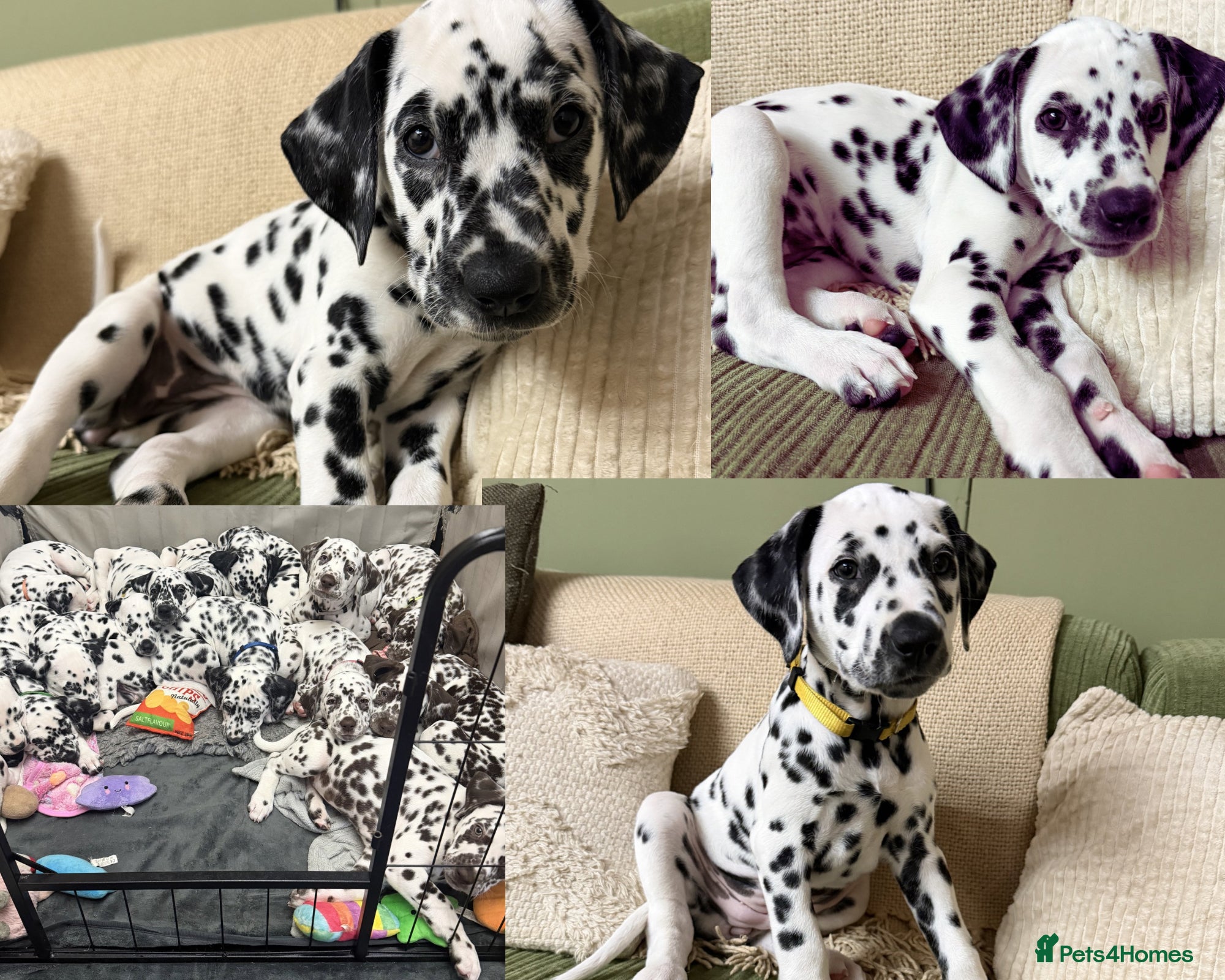 Dalmatian dogs 3 KC registered Dalmatian girls - ready to leave!  - Advert 1
