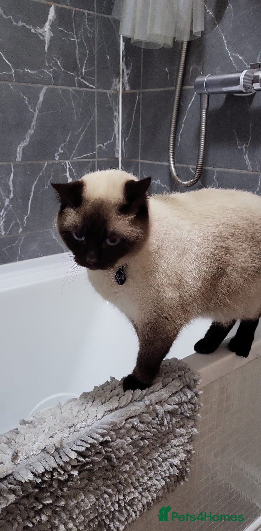 British Shorthair cats for sale: British short hair colour point - Image 4