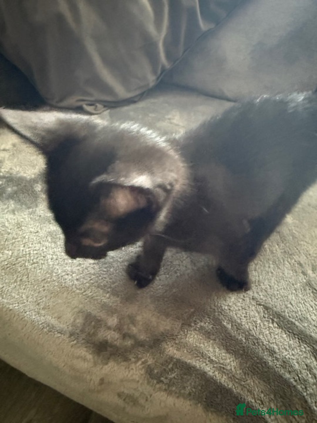 Mixed Breed cats for sale: 2 Black female kitties available - Image 2
