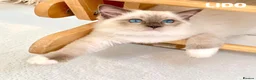 Ragdoll cats for sale: Stunning fluffy blue-point ragdoll female kittens  - Advert 3