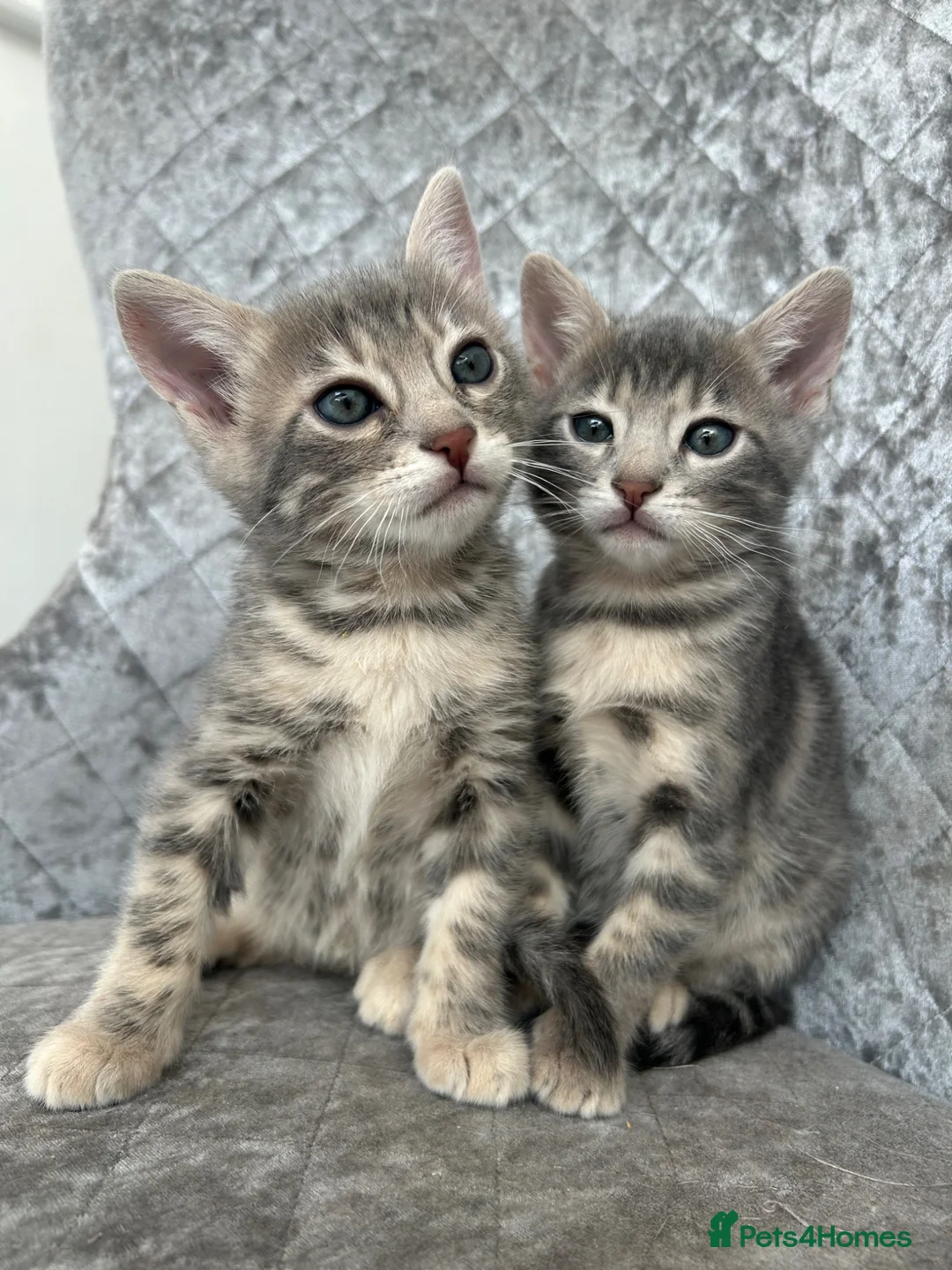 Bengal cats for sale: 💙 Beautiful Blue Bengal Female Kittens TICA Reg - Advert 2