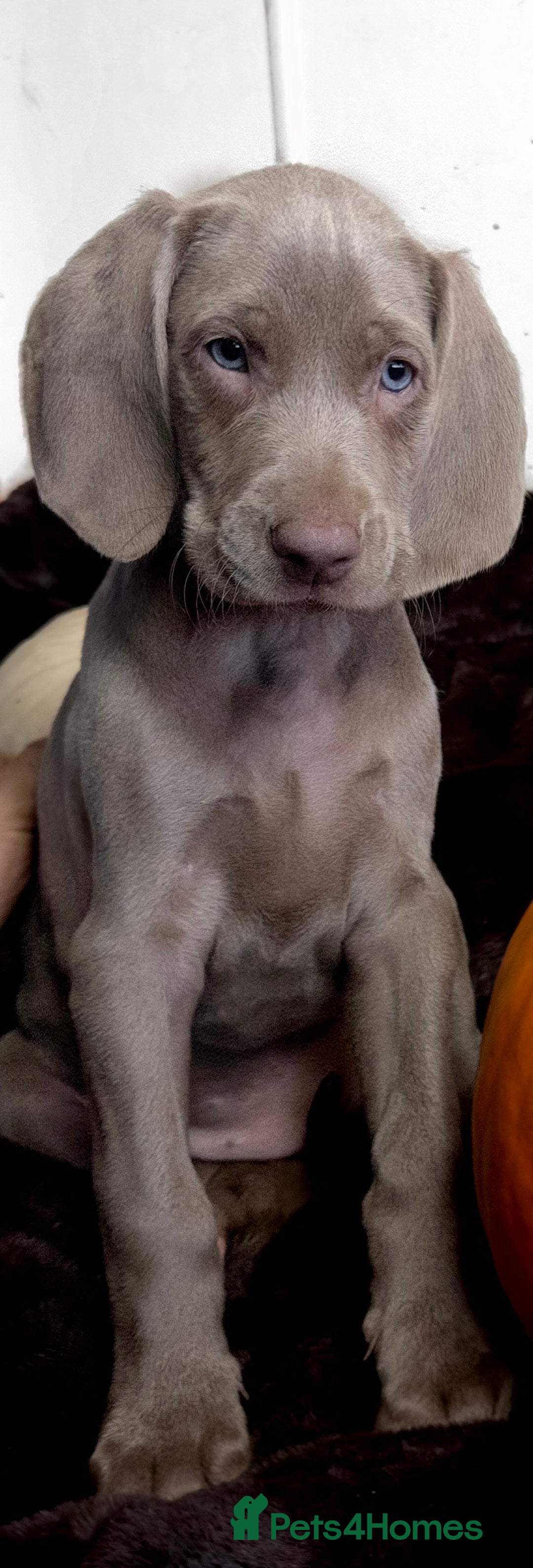 Weimaraner dogs for sale: Stunning Weimaraner pups (KC Registered pedigree)  - Image 11