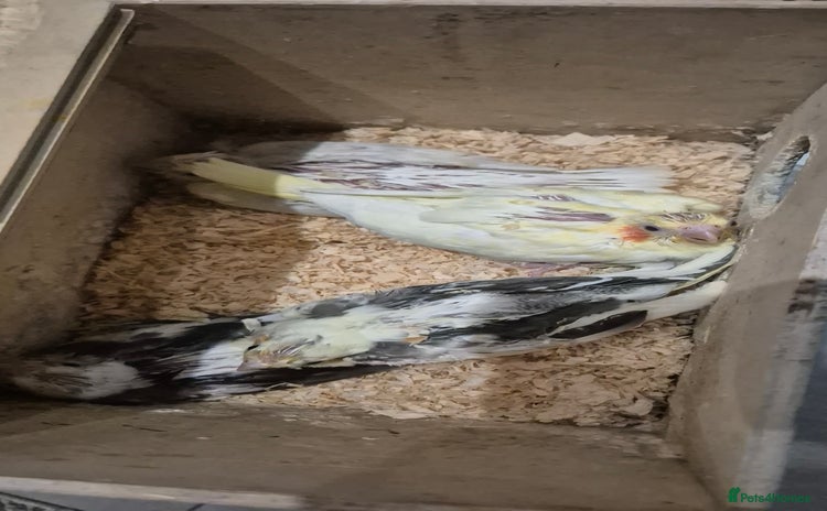 Cockatiels birds - Advert 3