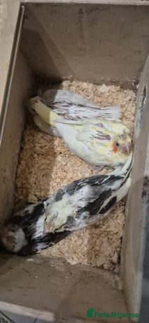 Cockatiels birds - Advert 3