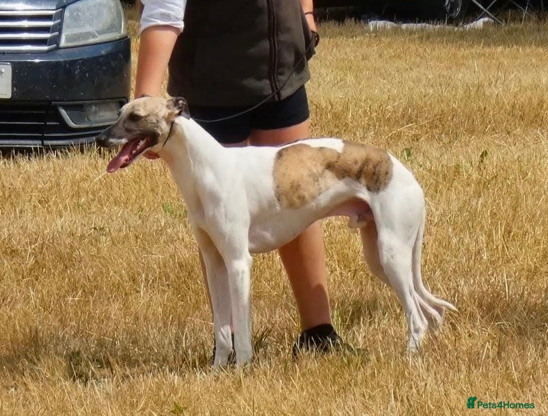 Whippet dogs Amazing parti colour whippet stud. - Advert 6