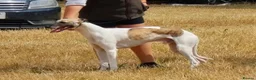 Whippet dogs for stud: Amazing parti colour whippet stud. in Norwich - Advert 1