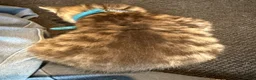 Ragcoon cats for sale: RAGCOON (sealpoint ragdoll mum-dad -Mainecoon) - Advert 34