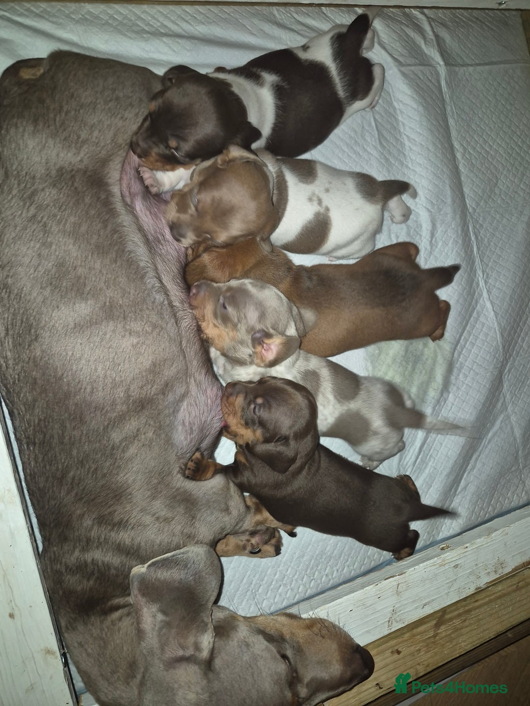 Miniature Dachshund dogs for sale: Miniature dachshund puppies  - Advert 7