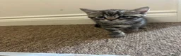 Mixed Breed cats for sale: 4 kittens looking for a forever home - Advert 3