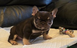 French Bulldog dogs for sale: TOP QUALITY KC REG FRENCHIES AVAILABLE  - Image 30