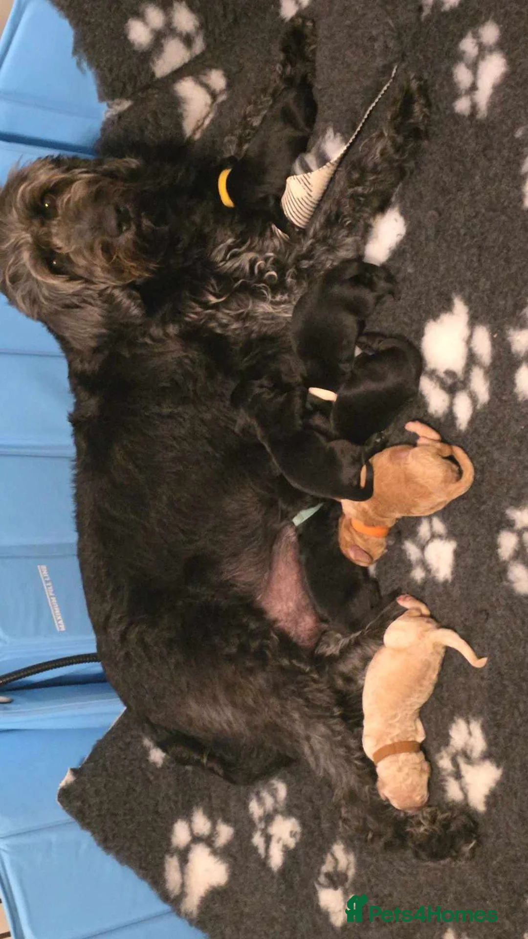 Labradoodle dogs for stud: Bailey the stud  in Glasgow - Advert 11