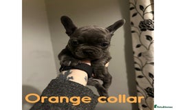 French Bulldog dogs for sale: French bulldog pups ready 27th October!  - Image 7