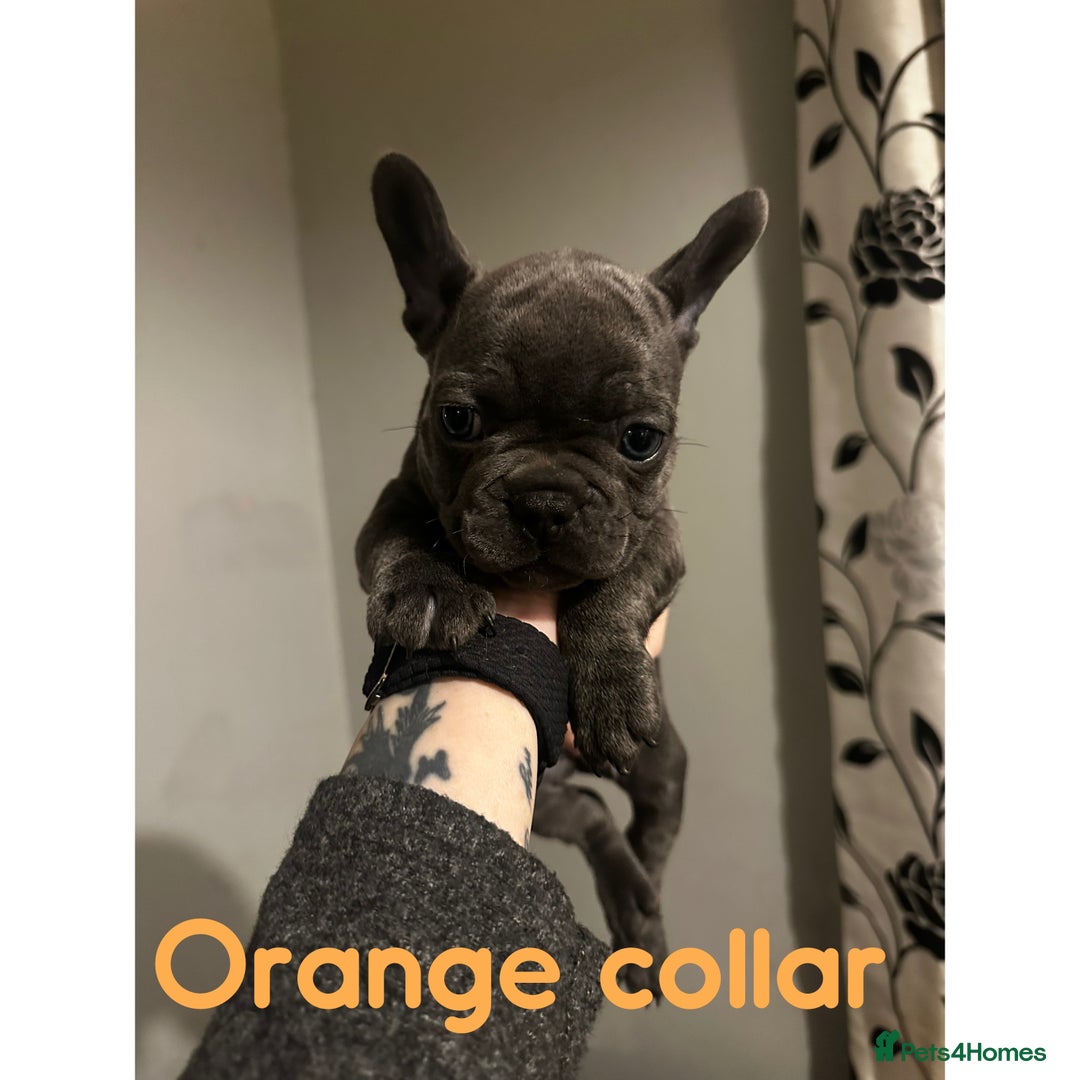 French Bulldog dogs for sale: French bulldog pups ready 27th October!  - Image 7